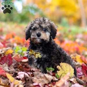 Oliver, Toy Poodle Puppy